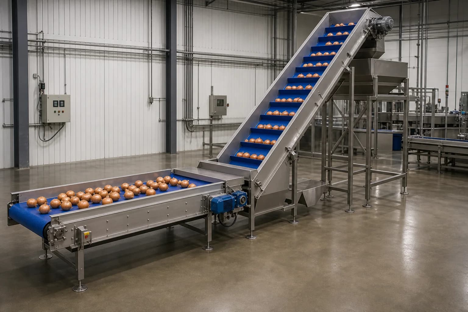 Food-grade conveyor and inclined elevator carrying onions